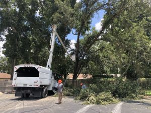 Tree Trimming and Tree Removal